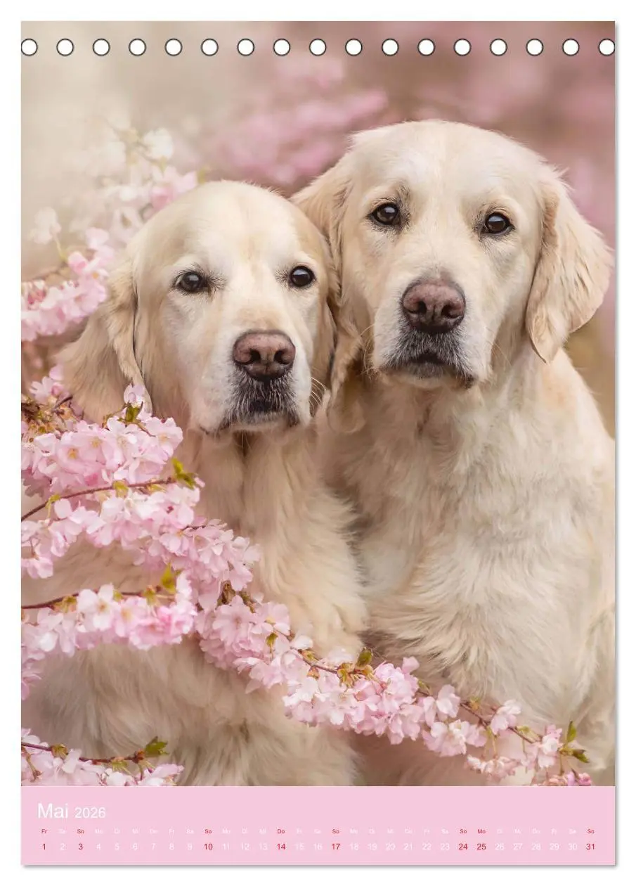 Bild: 9783516378740 | Grace und Cuba - Zwei liebenswerte Golden Retriever (Tischkalender...