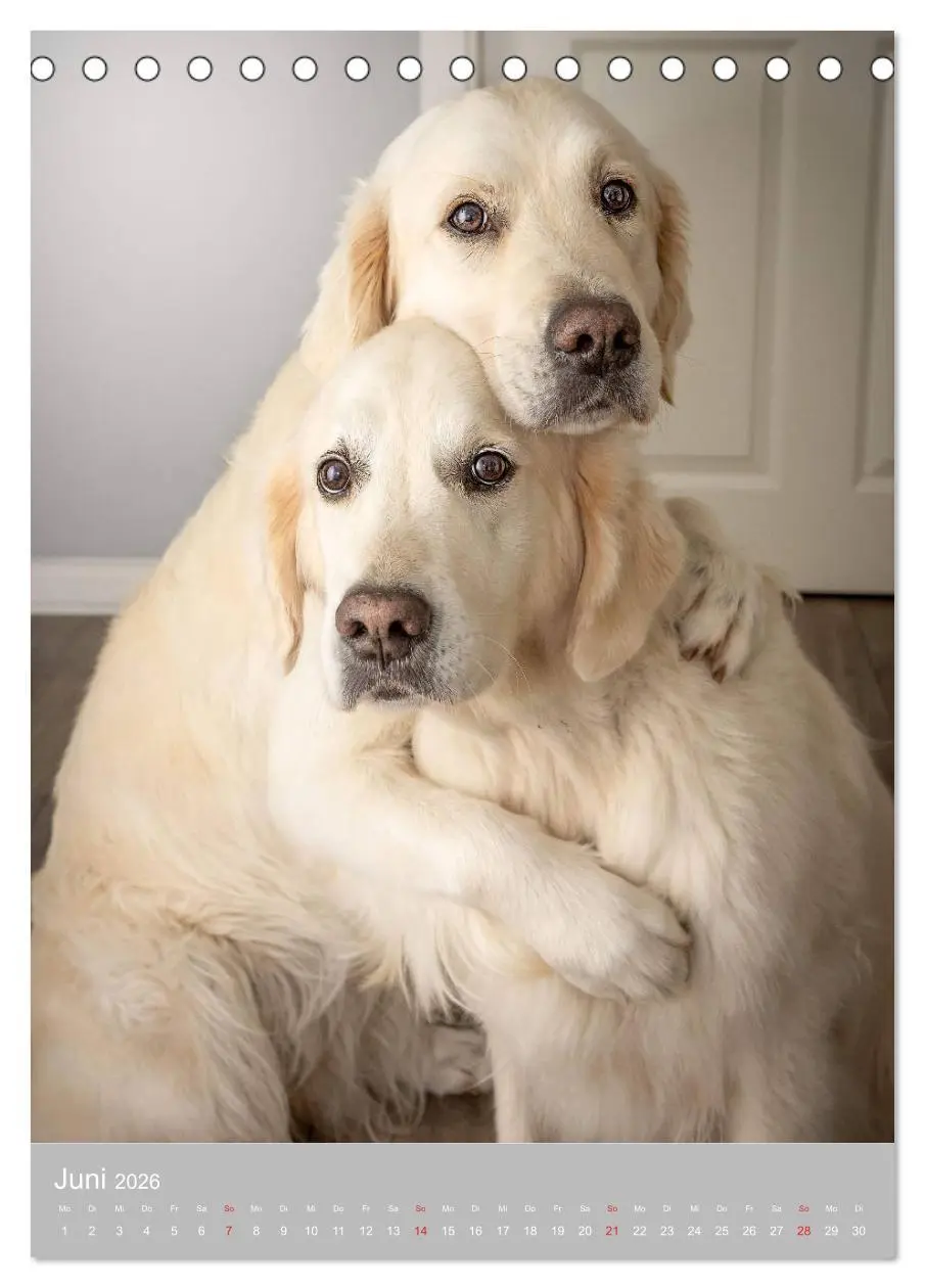Bild: 9783516378740 | Grace und Cuba - Zwei liebenswerte Golden Retriever (Tischkalender...