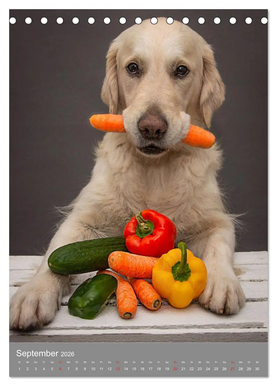 Bild: 9783516378740 | Grace und Cuba - Zwei liebenswerte Golden Retriever (Tischkalender...