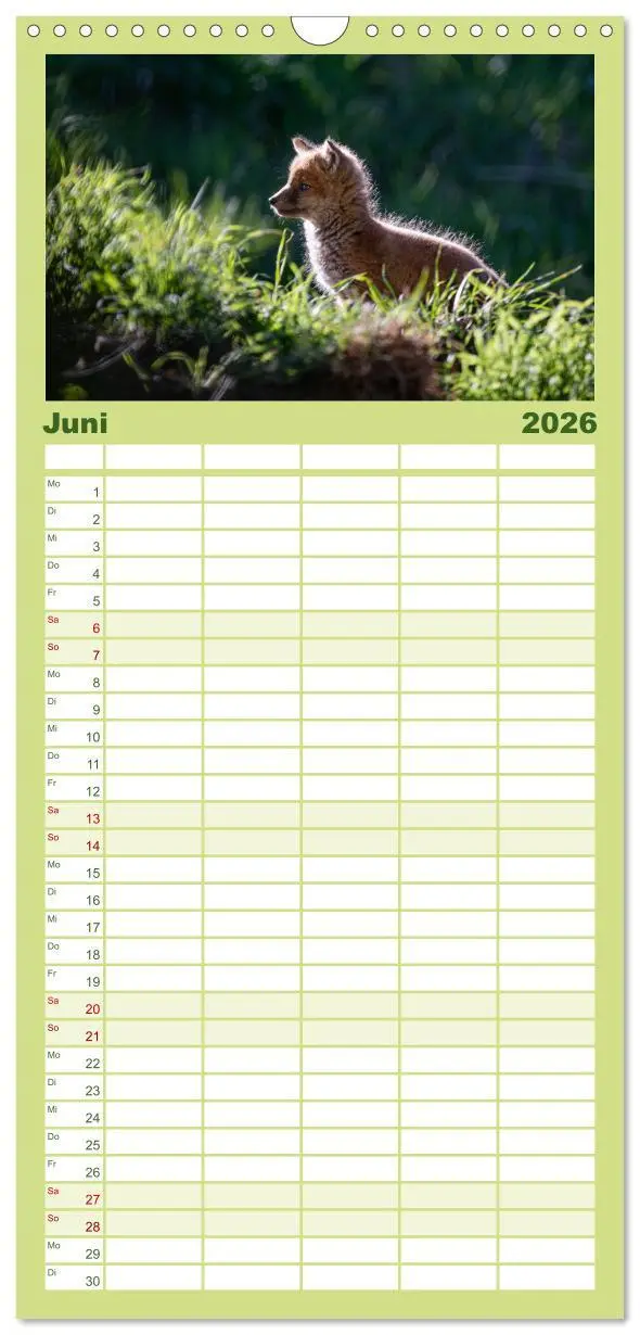 Bild: 9783516508840 | Familienplaner 2026 - Rotfuchswelpen mit 5 Spalten (Wandkalender,...