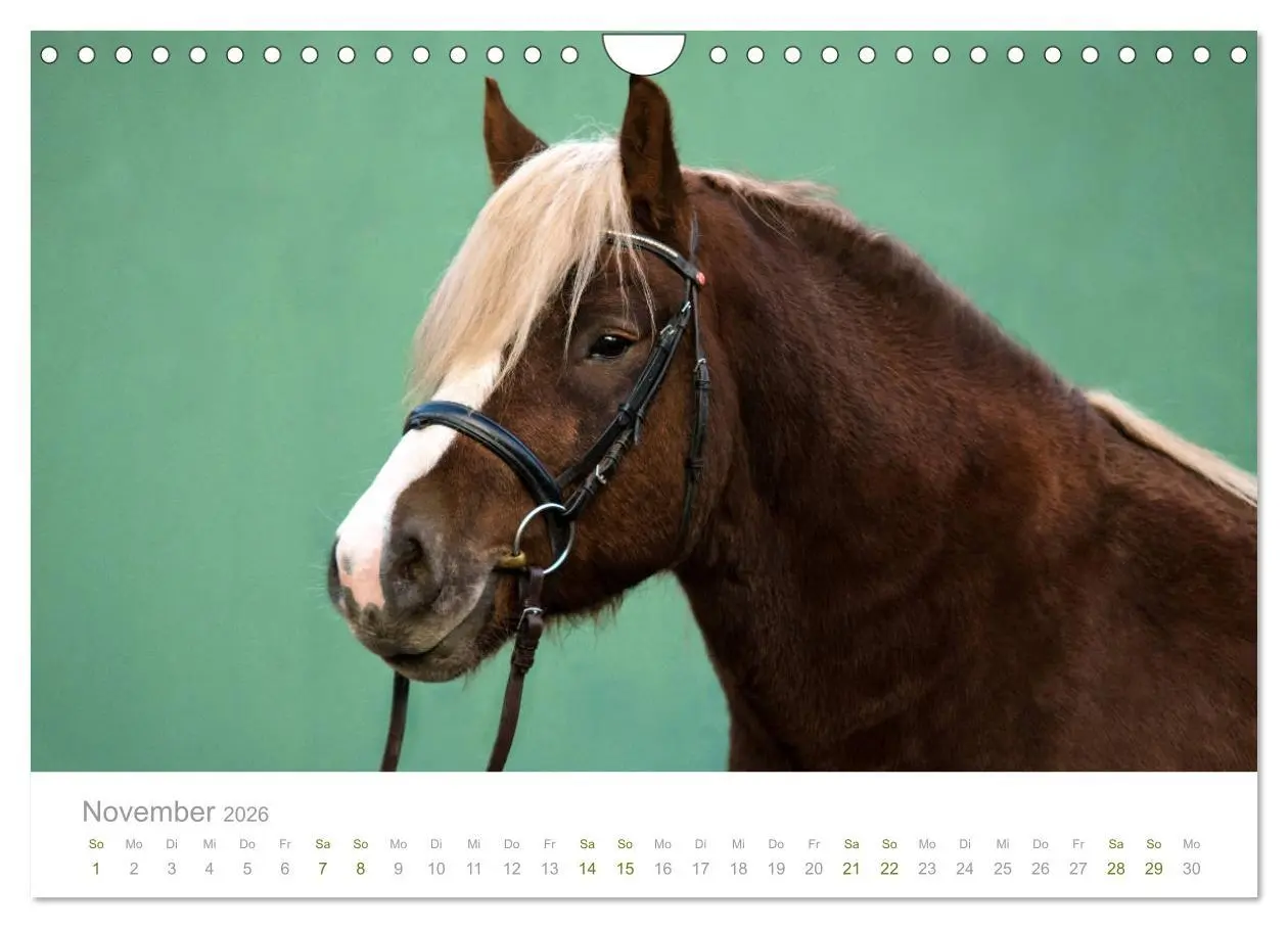 Bild: 9783457839140 | Faszination und Vielfalt - Schwarzwälder Kaltblut (Wandkalender...