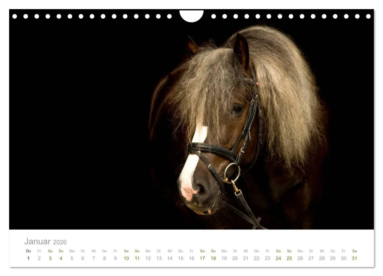 Bild: 9783457839140 | Faszination und Vielfalt - Schwarzwälder Kaltblut (Wandkalender...