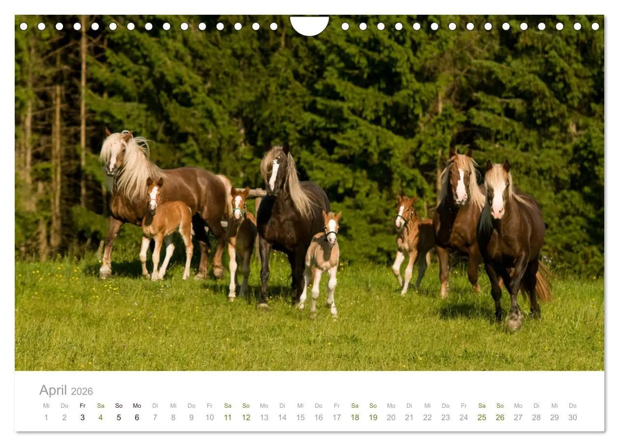 Bild: 9783457839140 | Faszination und Vielfalt - Schwarzwälder Kaltblut (Wandkalender...