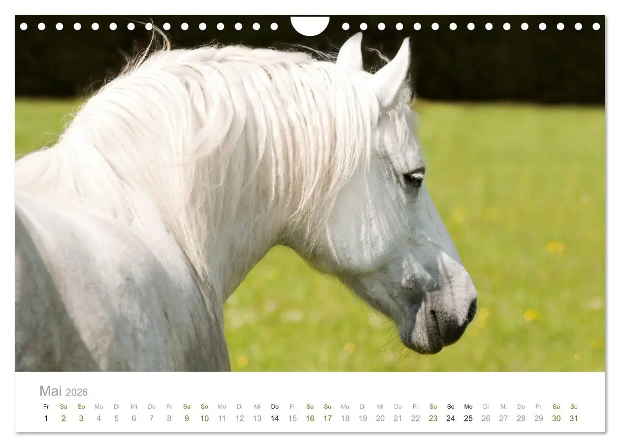 Bild: 9783457839140 | Faszination und Vielfalt - Schwarzwälder Kaltblut (Wandkalender...