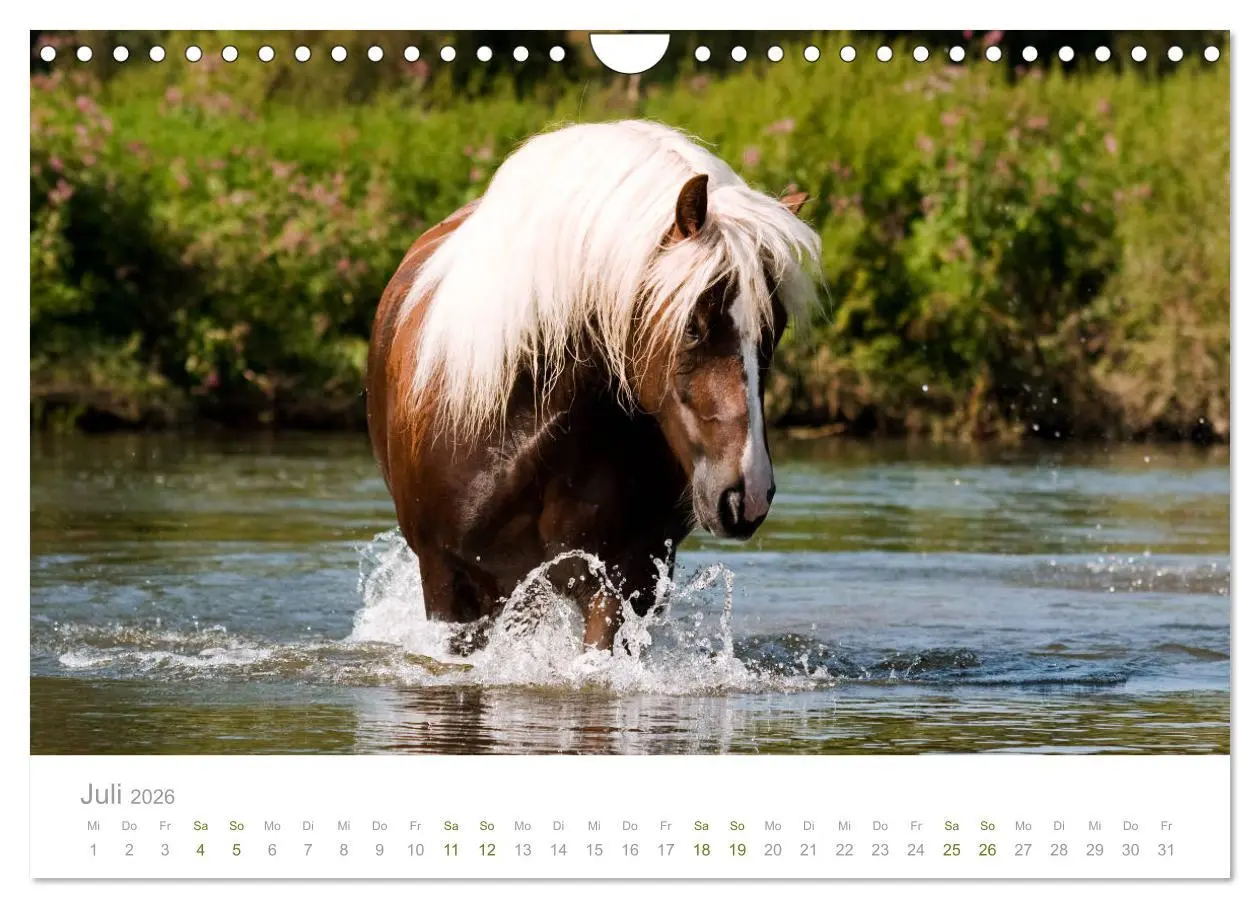 Bild: 9783457839140 | Faszination und Vielfalt - Schwarzwälder Kaltblut (Wandkalender...