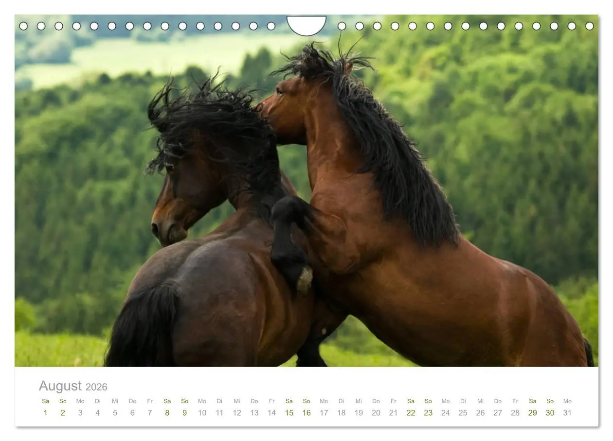 Bild: 9783457839140 | Faszination und Vielfalt - Schwarzwälder Kaltblut (Wandkalender...