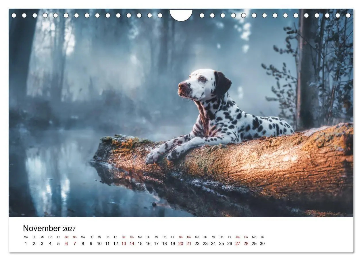 Bild: 9783516789140 | Dalmatiner - Mehr als nur Punkte! (Wandkalender 2027 DIN A4 quer),...
