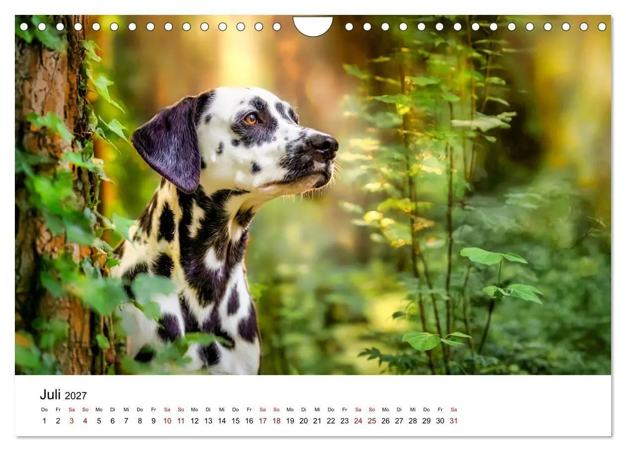 Bild: 9783516789140 | Dalmatiner - Mehr als nur Punkte! (Wandkalender 2027 DIN A4 quer),...