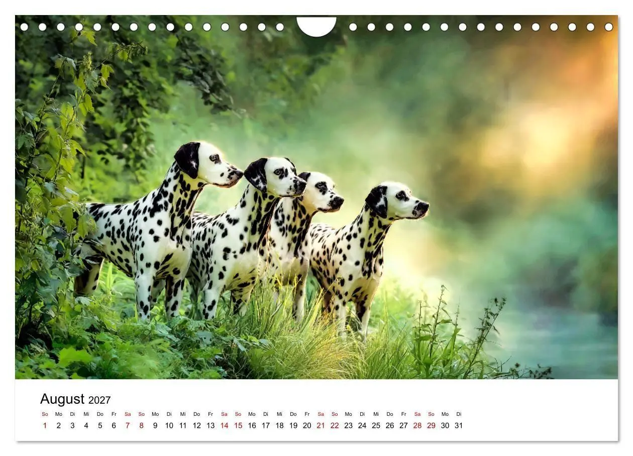Bild: 9783516789140 | Dalmatiner - Mehr als nur Punkte! (Wandkalender 2027 DIN A4 quer),...