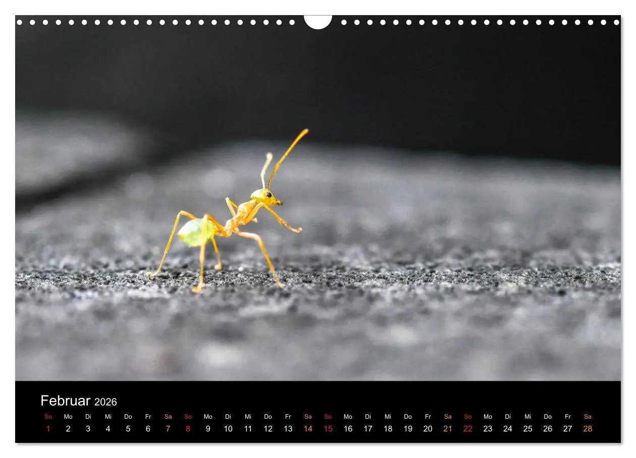 Bild: 9783457759240 | Australien, tierischer Kontinent (Wandkalender 2026 DIN A3 quer),...