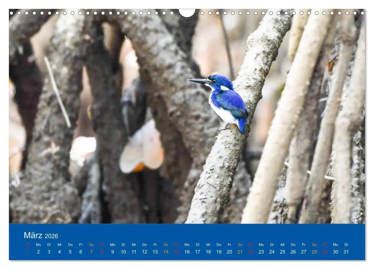 Bild: 9783457759240 | Australien, tierischer Kontinent (Wandkalender 2026 DIN A3 quer),...