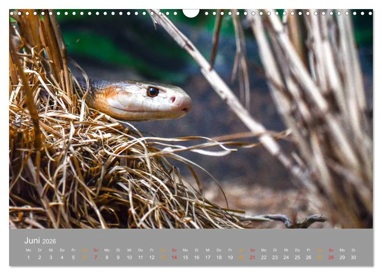 Bild: 9783457759240 | Australien, tierischer Kontinent (Wandkalender 2026 DIN A3 quer),...