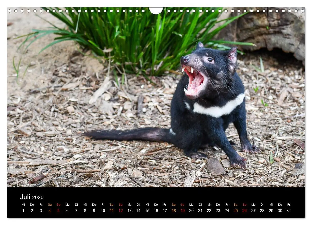 Bild: 9783457759240 | Australien, tierischer Kontinent (Wandkalender 2026 DIN A3 quer),...