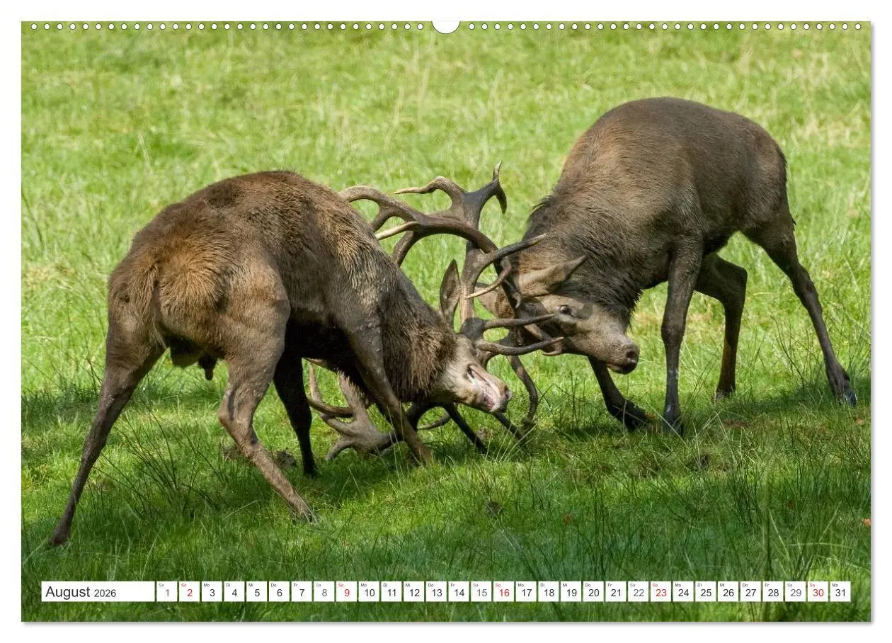 Bild: 9783516229240 | Emotionale Momente: Hirschbrunft (hochwertiger Premium Wandkalender...