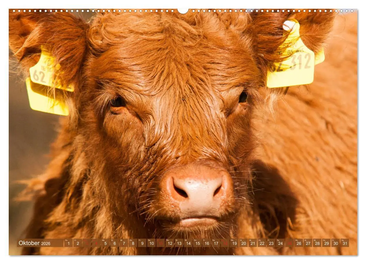Bild: 9783457679340 | Galloway Kälbchen - Liebenswert und lockig (hochwertiger Premium...