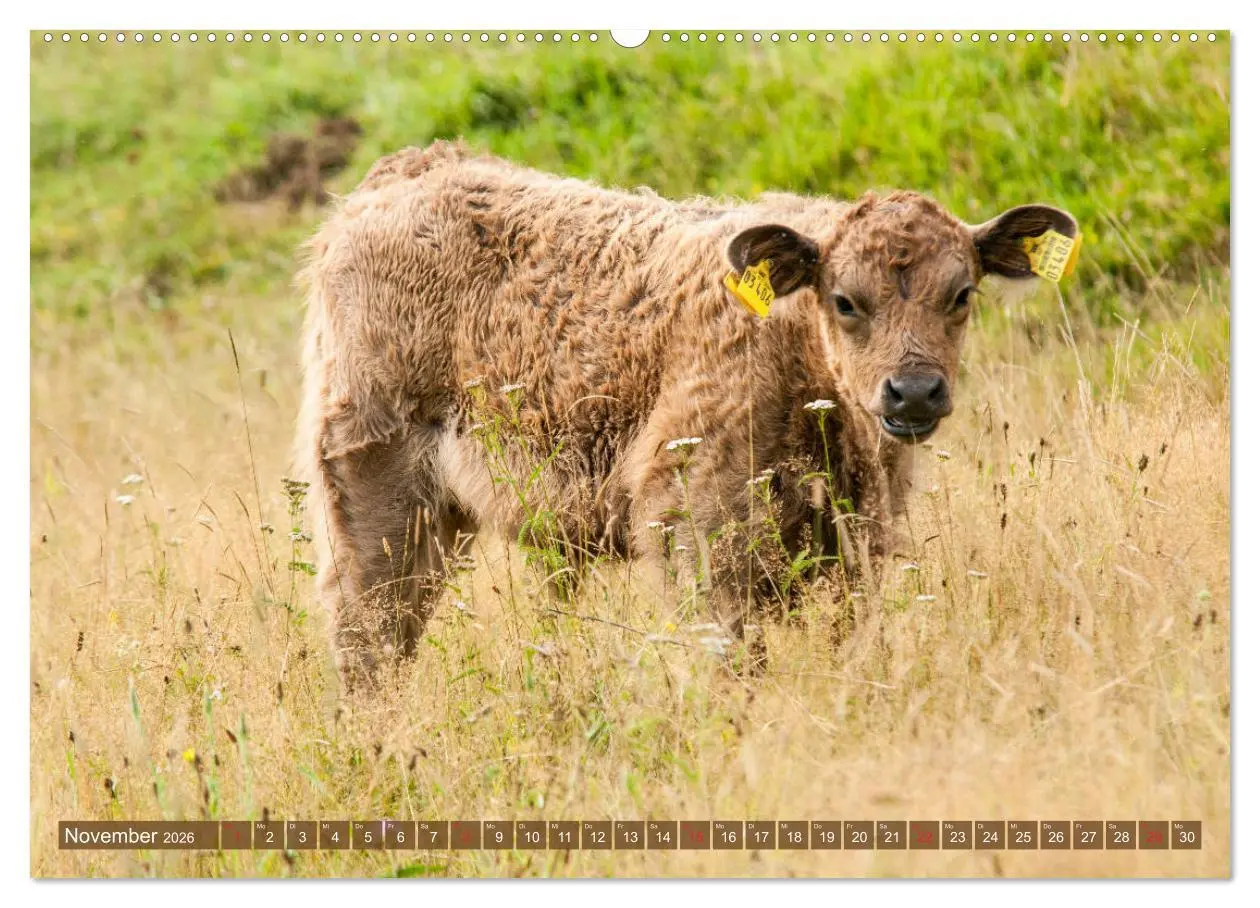 Bild: 9783457679340 | Galloway Kälbchen - Liebenswert und lockig (hochwertiger Premium...