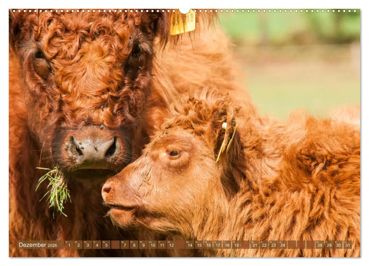 Bild: 9783457679340 | Galloway Kälbchen - Liebenswert und lockig (hochwertiger Premium...