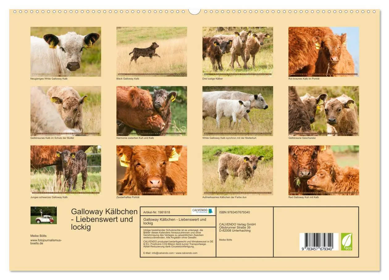 Bild: 9783457679340 | Galloway Kälbchen - Liebenswert und lockig (hochwertiger Premium...