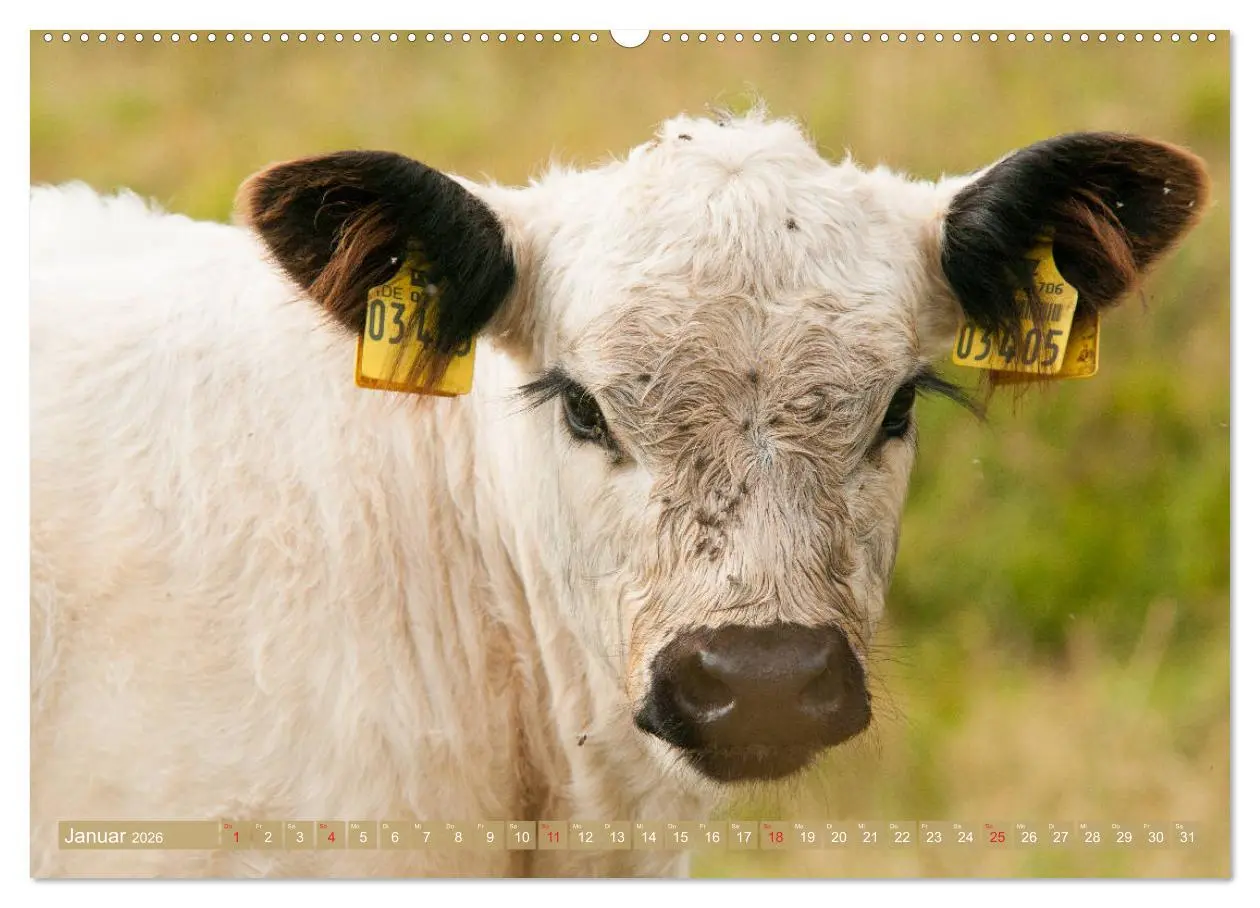 Bild: 9783457679340 | Galloway Kälbchen - Liebenswert und lockig (hochwertiger Premium...