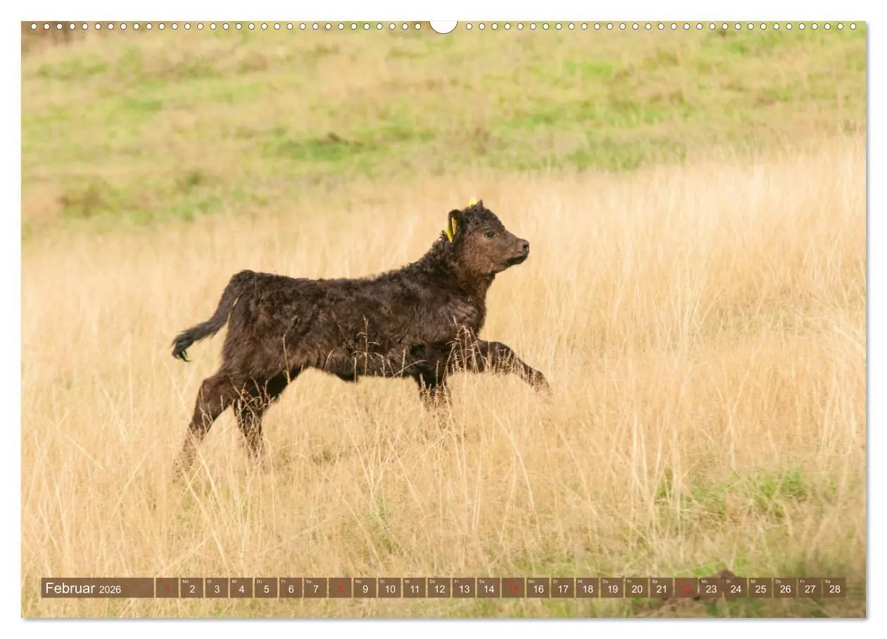 Bild: 9783457679340 | Galloway Kälbchen - Liebenswert und lockig (hochwertiger Premium...