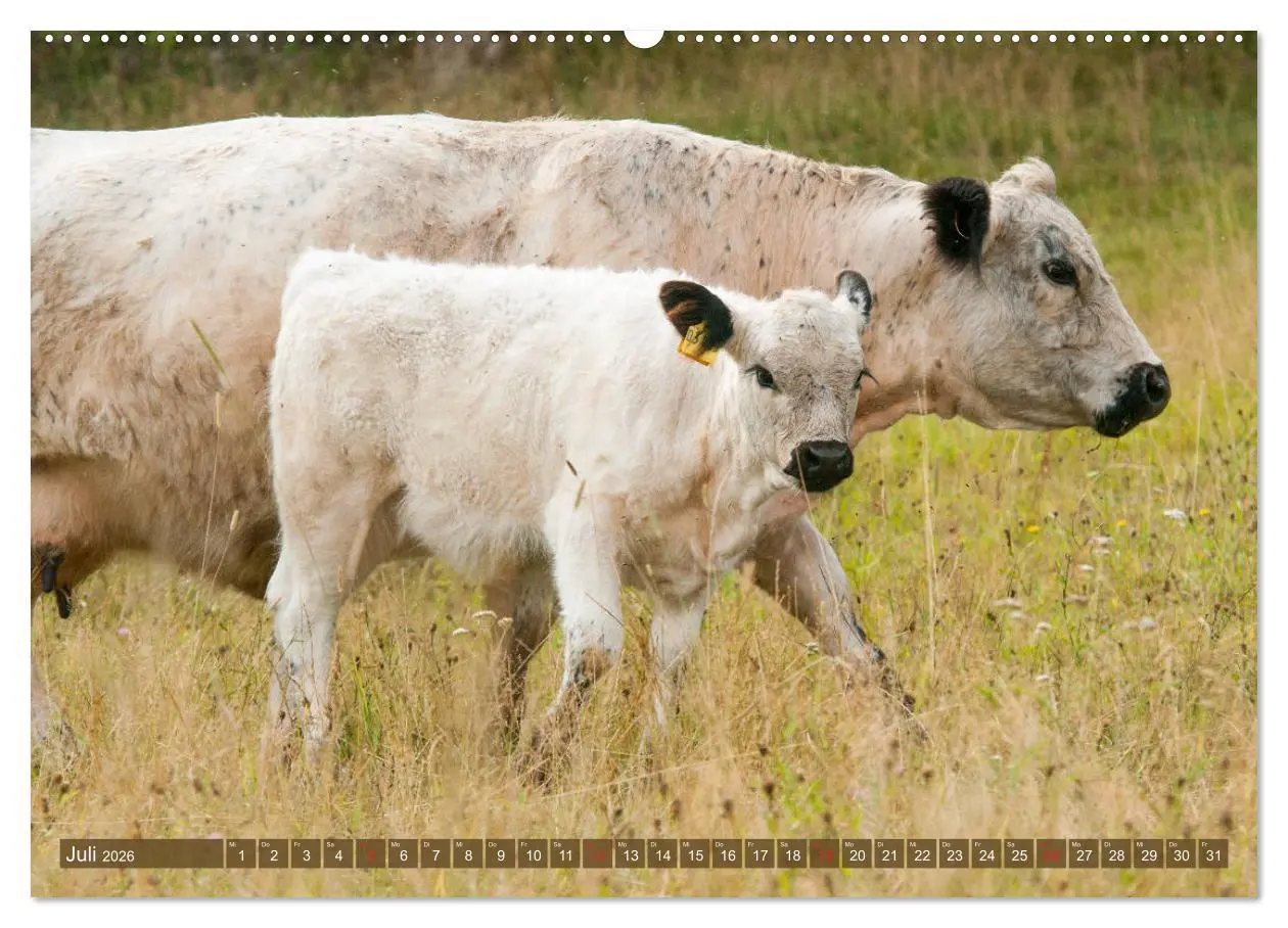 Bild: 9783457679340 | Galloway Kälbchen - Liebenswert und lockig (hochwertiger Premium...