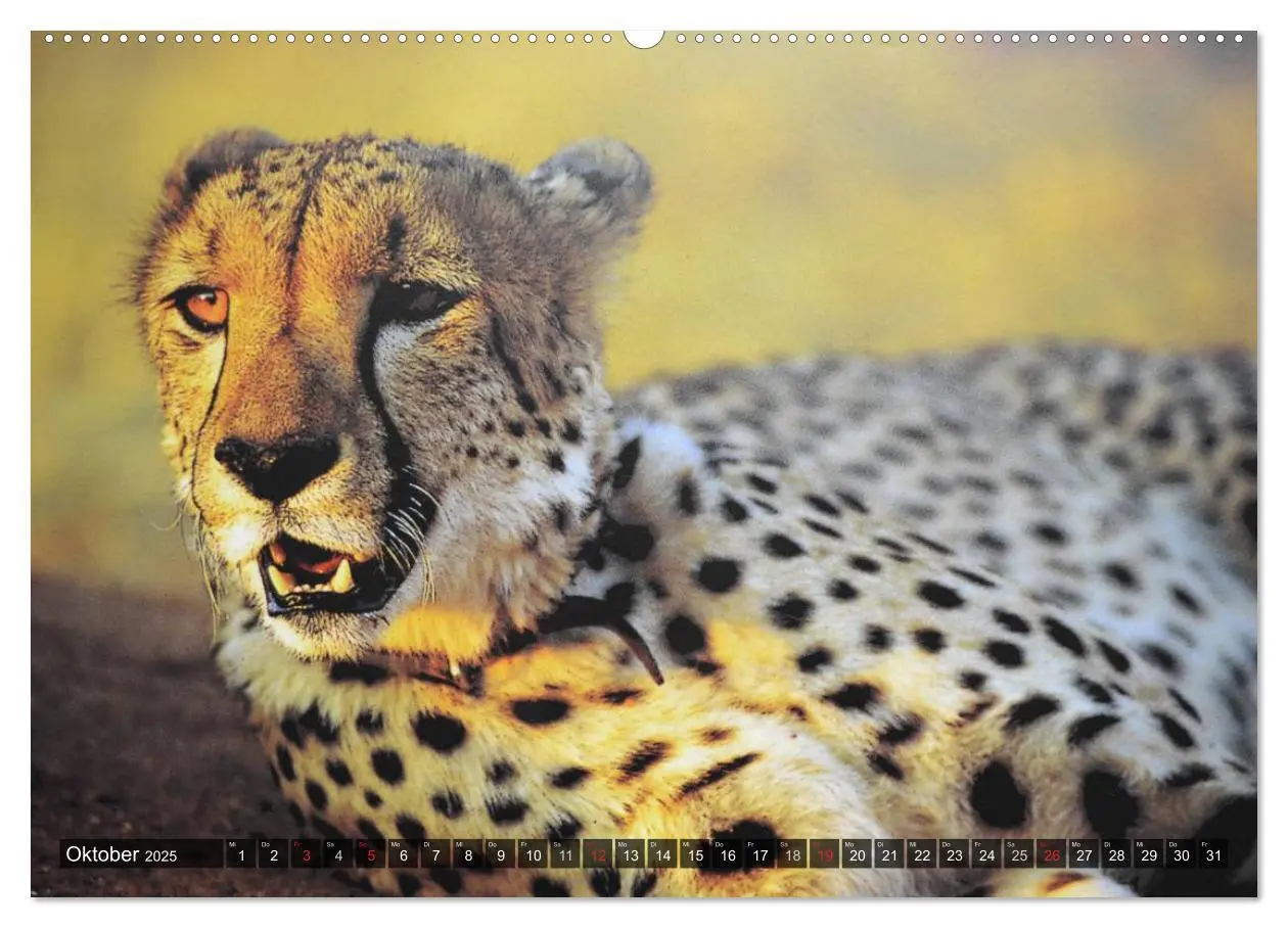 Bild: 9783435719440 | Raubkatzen. Wild, schön und kraftvoll (Wandkalender 2025 DIN A2...
