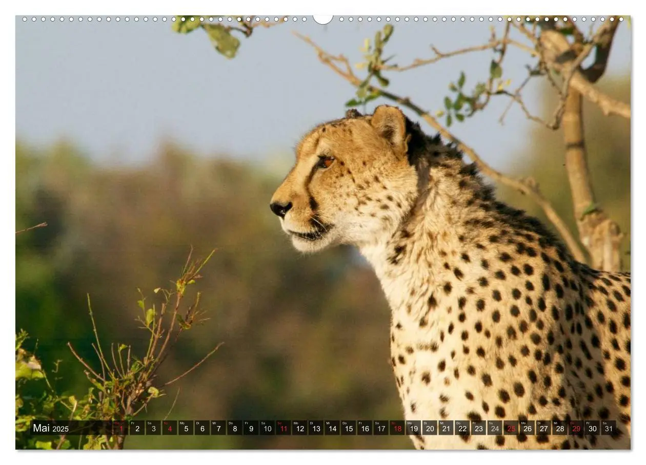 Bild: 9783435719440 | Raubkatzen. Wild, schön und kraftvoll (Wandkalender 2025 DIN A2...