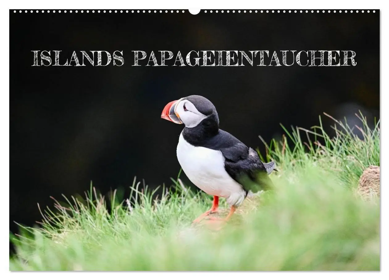 Cover: 9783516689440 | Islands Papageientaucher (Wandkalender 2026 DIN A2 quer), CALVENDO...