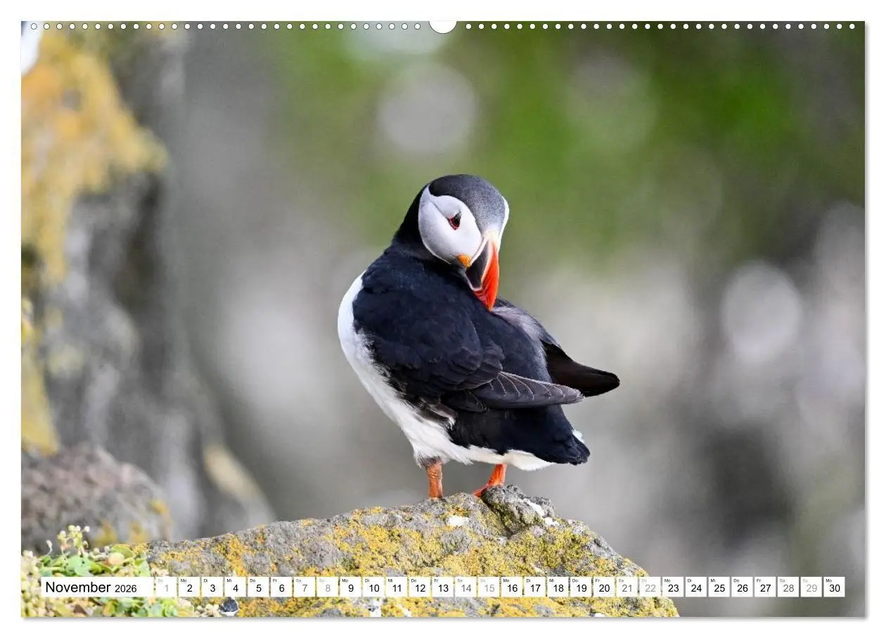 Bild: 9783516689440 | Islands Papageientaucher (Wandkalender 2026 DIN A2 quer), CALVENDO...