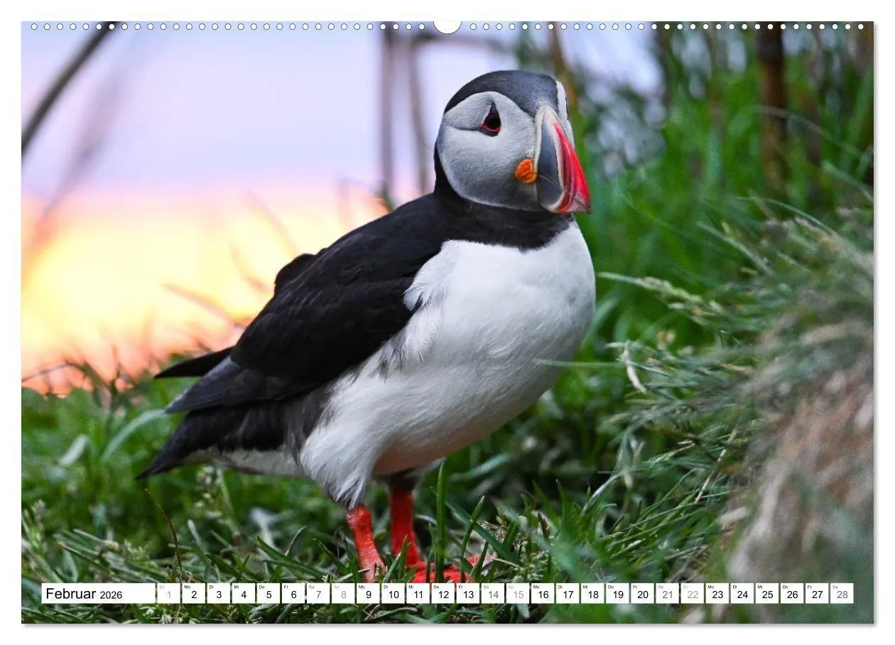 Bild: 9783516689440 | Islands Papageientaucher (Wandkalender 2026 DIN A2 quer), CALVENDO...