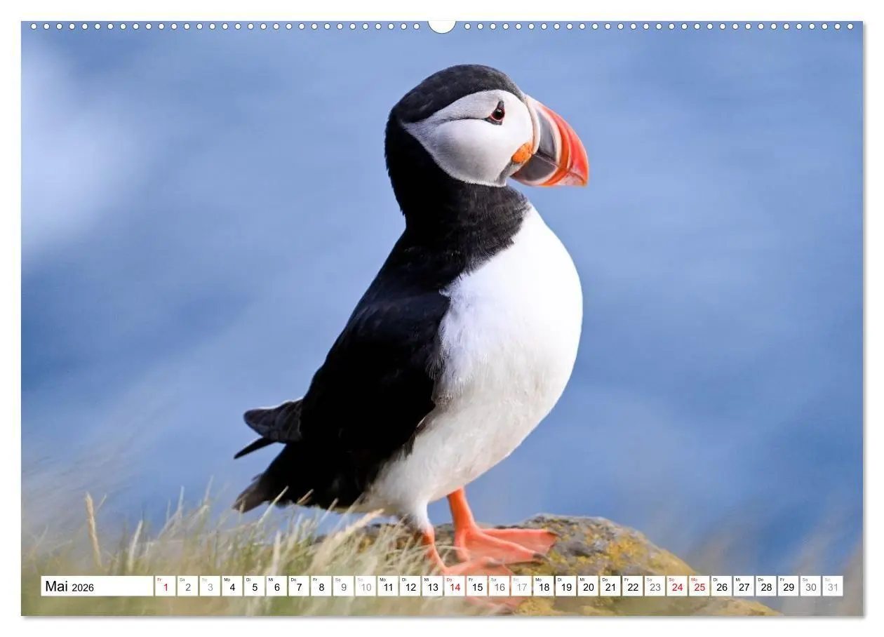 Bild: 9783516689440 | Islands Papageientaucher (Wandkalender 2026 DIN A2 quer), CALVENDO...