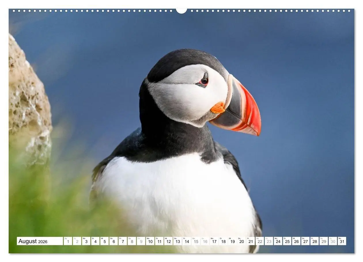 Bild: 9783516689440 | Islands Papageientaucher (Wandkalender 2026 DIN A2 quer), CALVENDO...