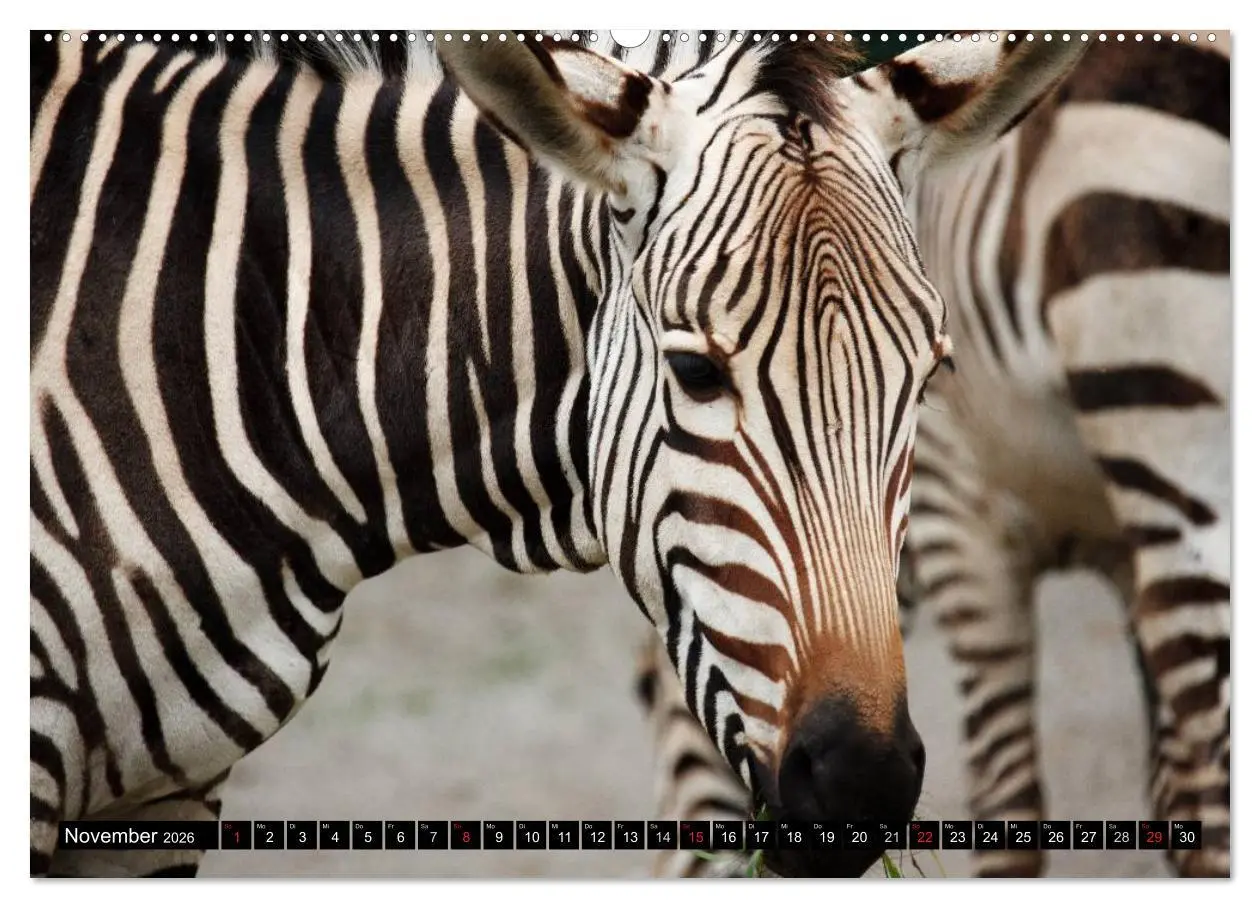 Bild: 9783516129540 | Zebras - Ungezähmte Kraft (hochwertiger Premium Wandkalender 2026...