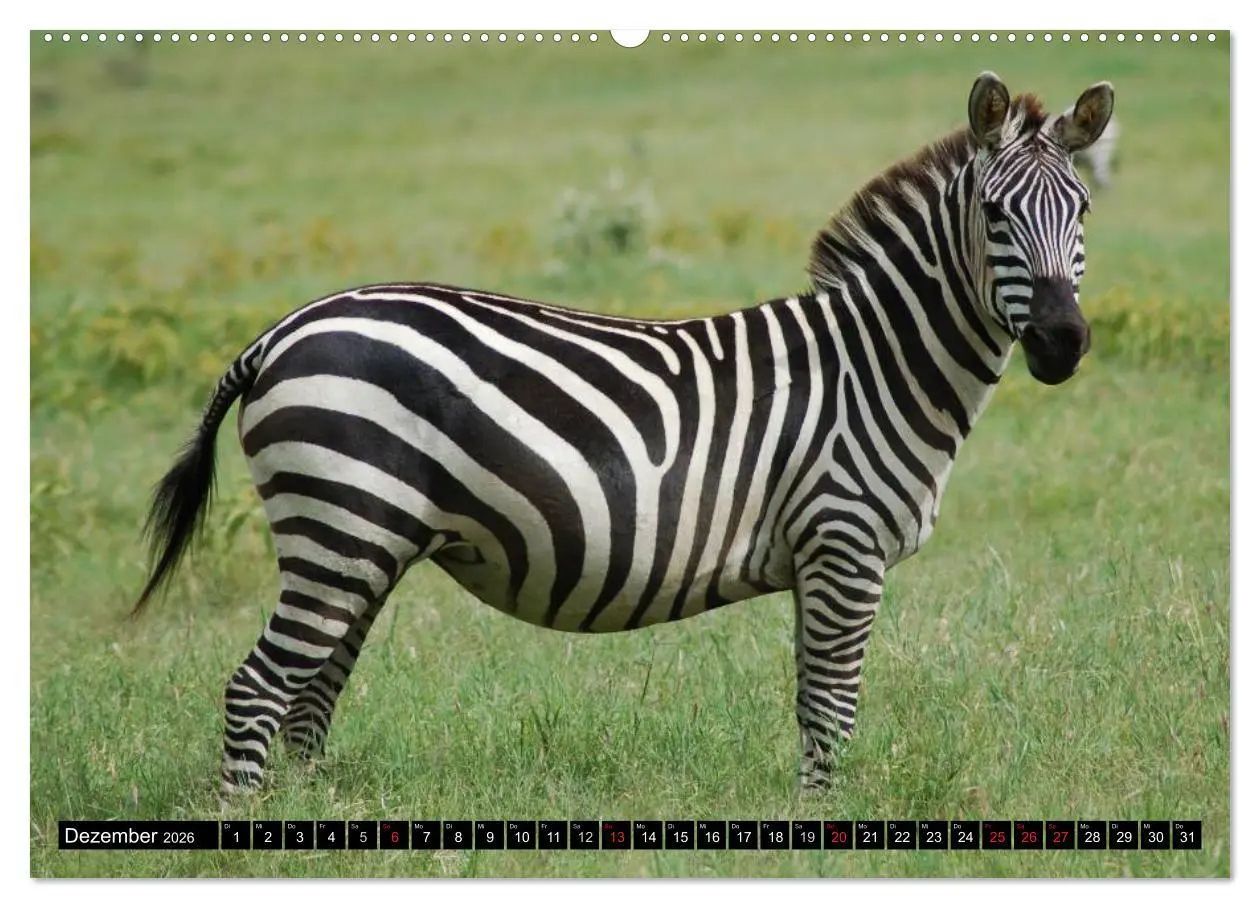 Bild: 9783516129540 | Zebras - Ungezähmte Kraft (hochwertiger Premium Wandkalender 2026...
