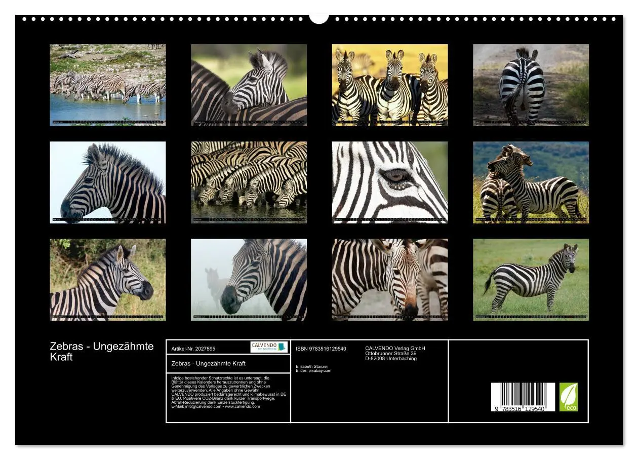 Bild: 9783516129540 | Zebras - Ungezähmte Kraft (hochwertiger Premium Wandkalender 2026...