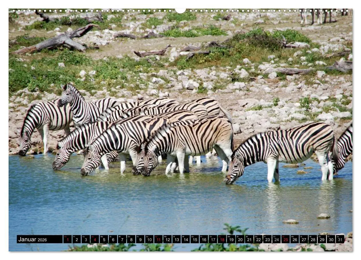 Bild: 9783516129540 | Zebras - Ungezähmte Kraft (hochwertiger Premium Wandkalender 2026...