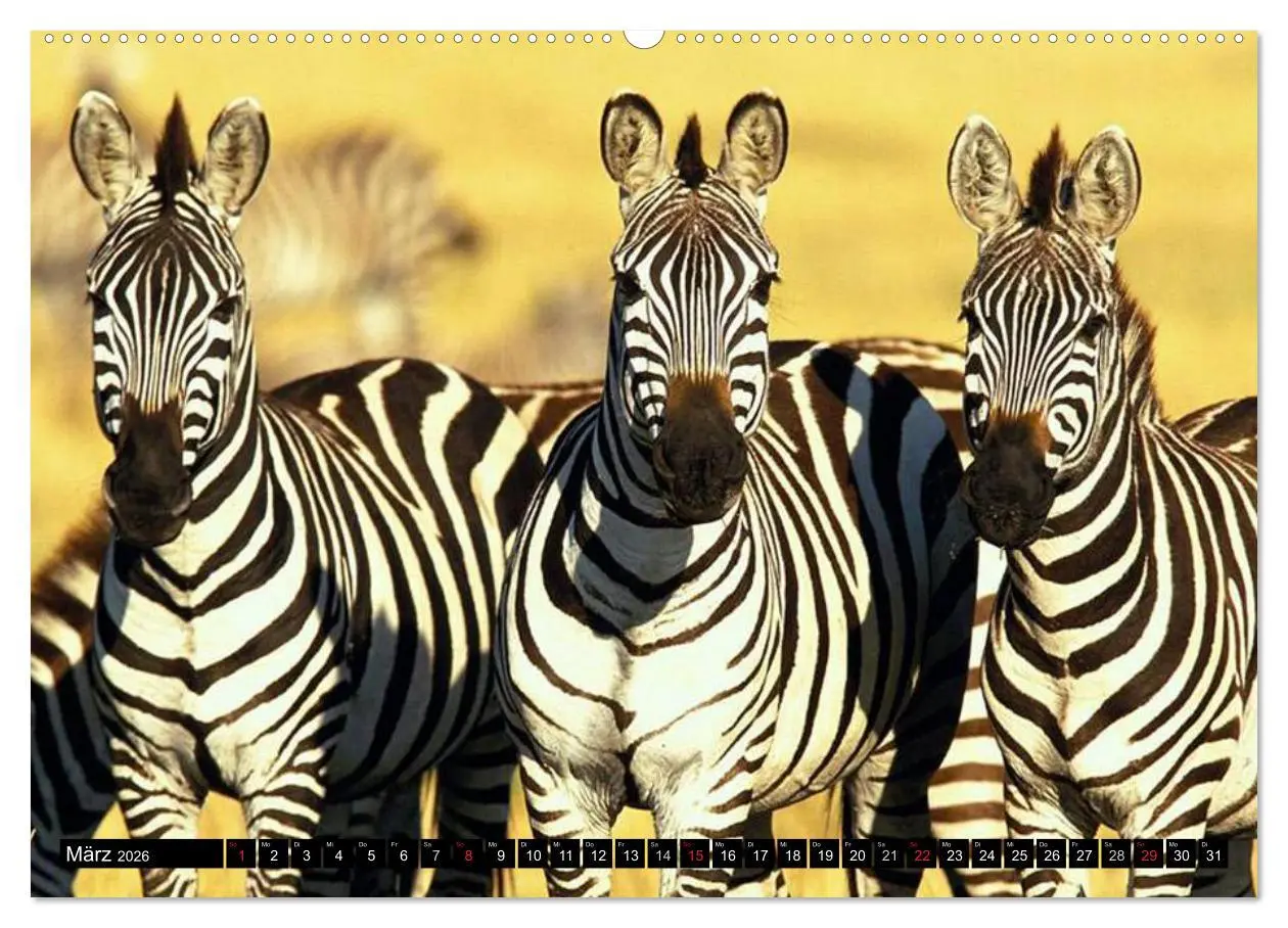 Bild: 9783516129540 | Zebras - Ungezähmte Kraft (hochwertiger Premium Wandkalender 2026...