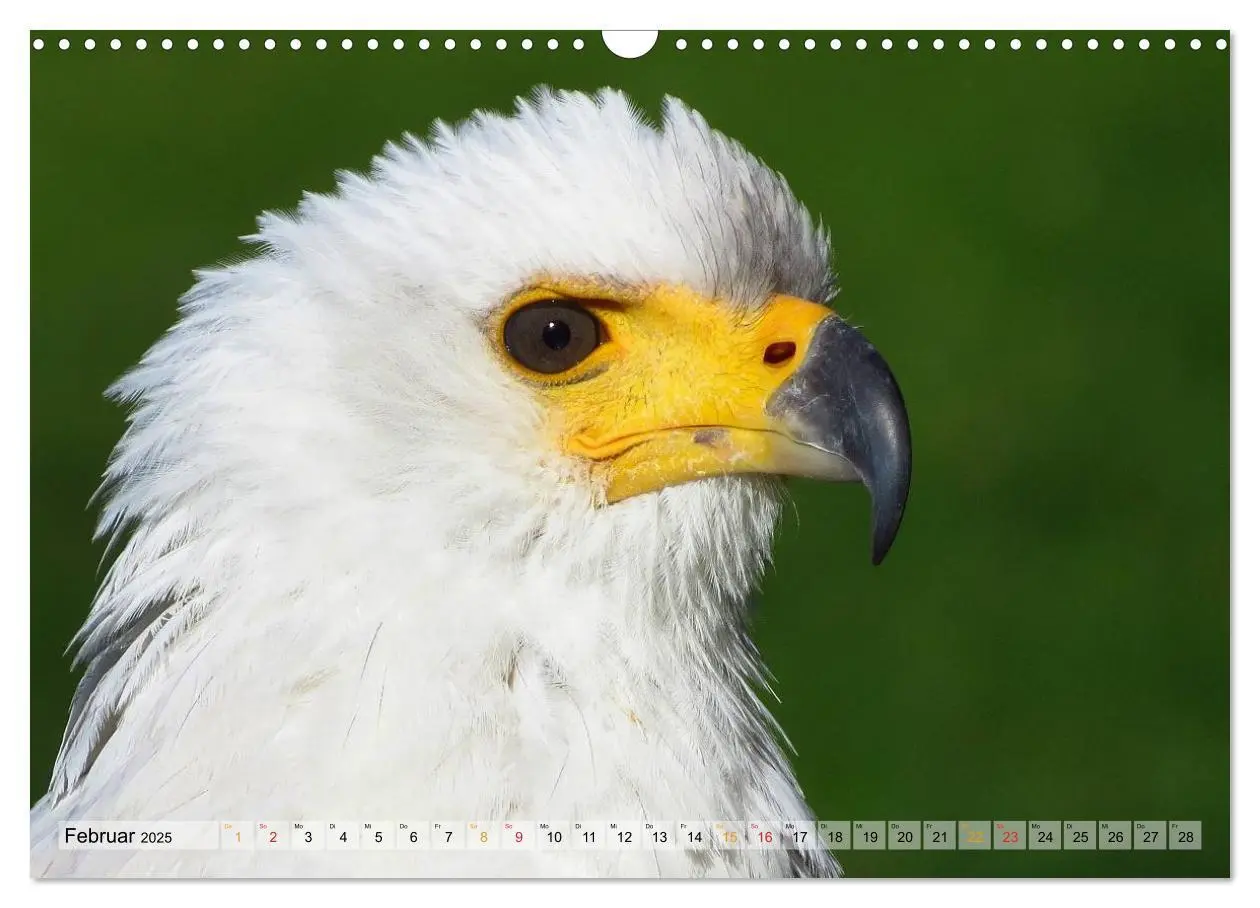 Bild: 9783435559640 | Majestätische Greifvögel (Wandkalender 2025 DIN A3 quer), CALVENDO...