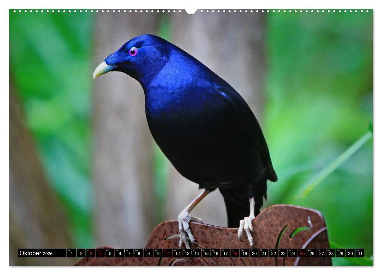 Bild: 9783516109740 | Australiens Tierwelt (hochwertiger Premium Wandkalender 2026 DIN A2...