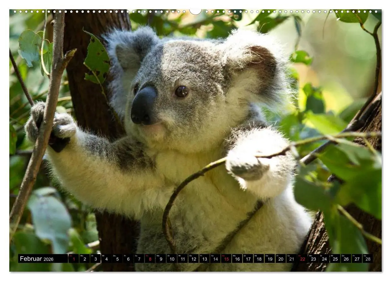 Bild: 9783516109740 | Australiens Tierwelt (hochwertiger Premium Wandkalender 2026 DIN A2...