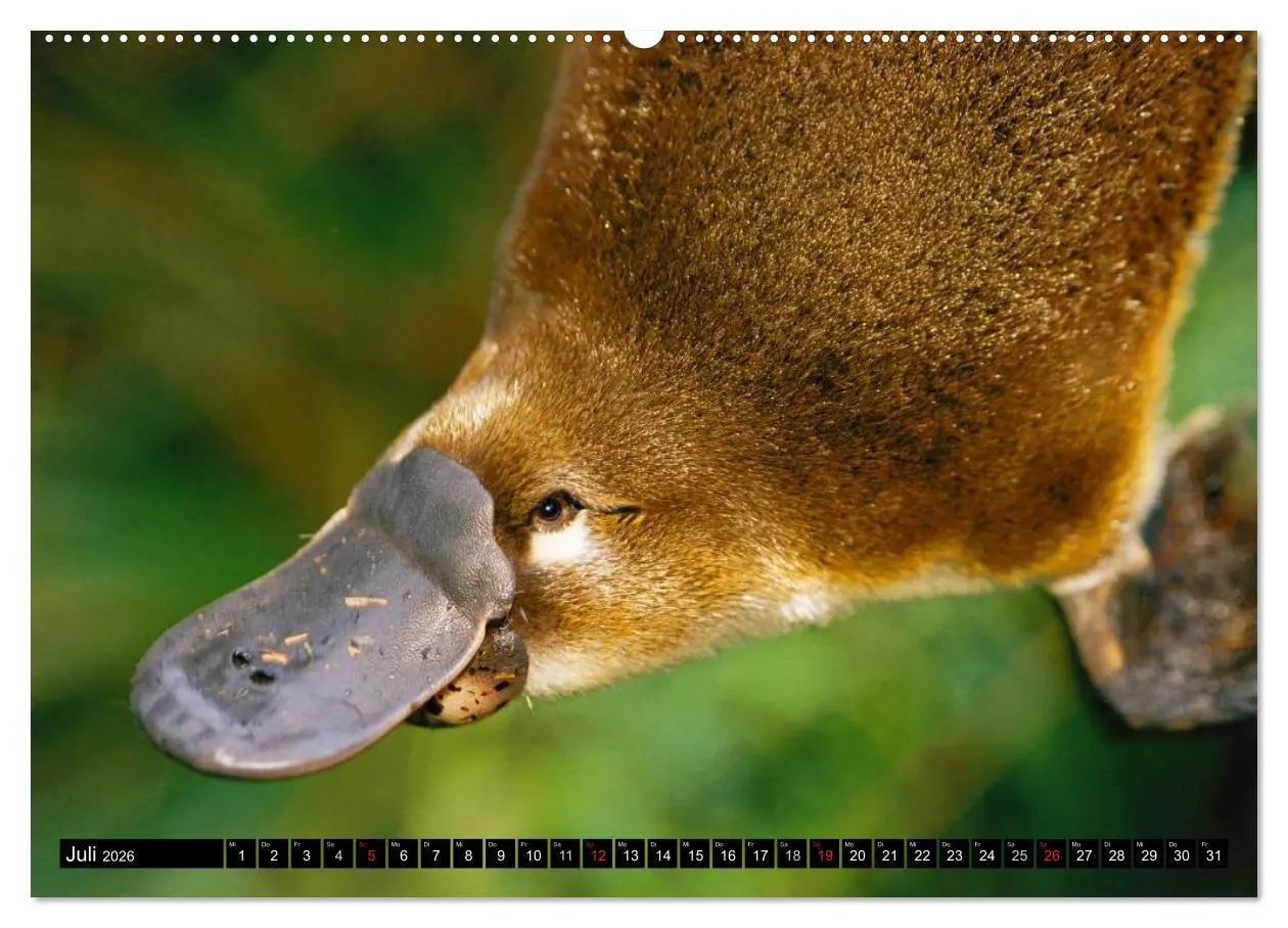 Bild: 9783516109740 | Australiens Tierwelt (hochwertiger Premium Wandkalender 2026 DIN A2...