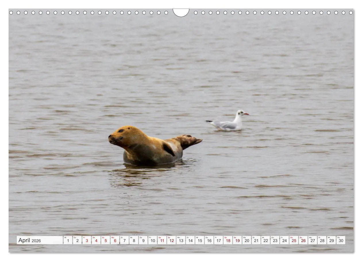 Bild: 9783457619940 | Urlaub in Nordfriesland (Wandkalender 2026 DIN A3 quer), CALVENDO...