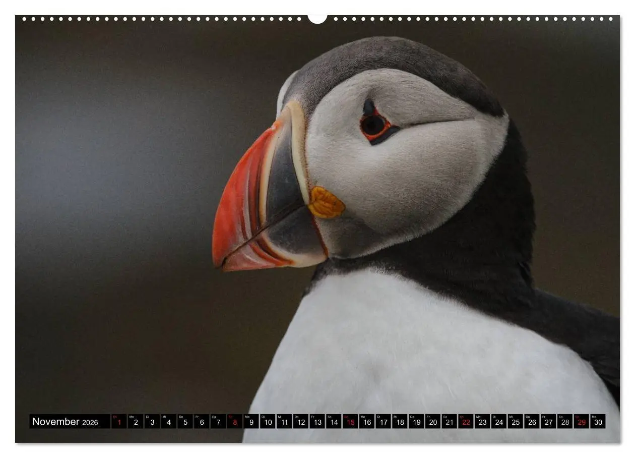 Bild: 9783516189940 | Papageitaucher Clowns der Meere (hochwertiger Premium Wandkalender...