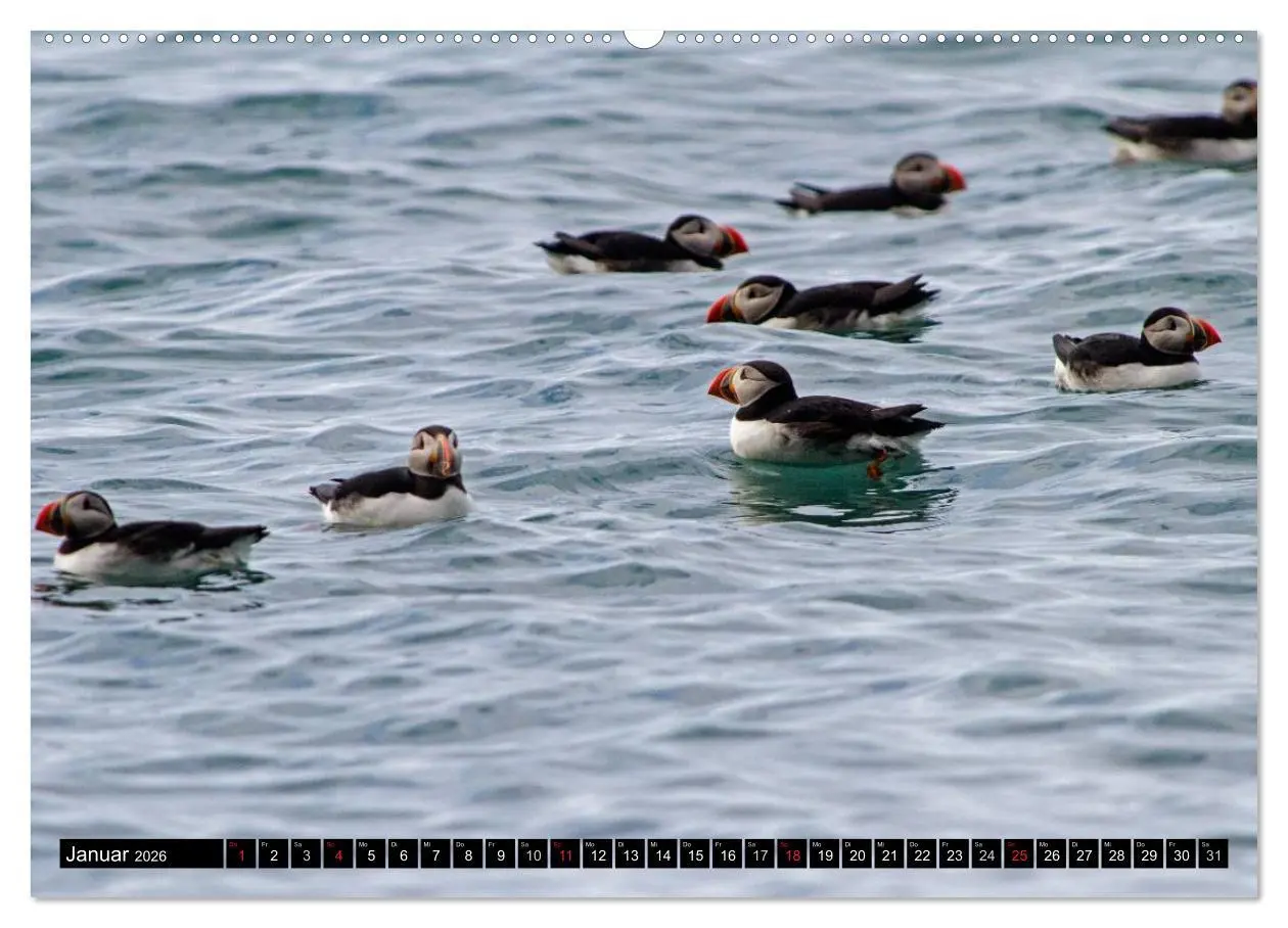 Bild: 9783516189940 | Papageitaucher Clowns der Meere (hochwertiger Premium Wandkalender...