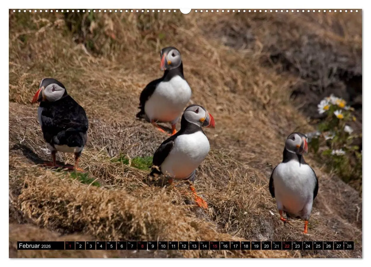 Bild: 9783516189940 | Papageitaucher Clowns der Meere (hochwertiger Premium Wandkalender...