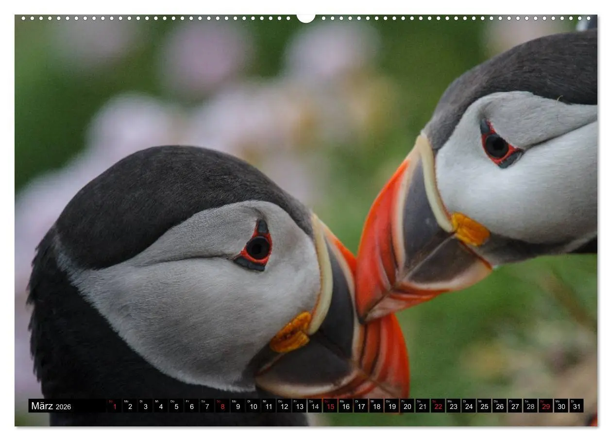 Bild: 9783516189940 | Papageitaucher Clowns der Meere (hochwertiger Premium Wandkalender...