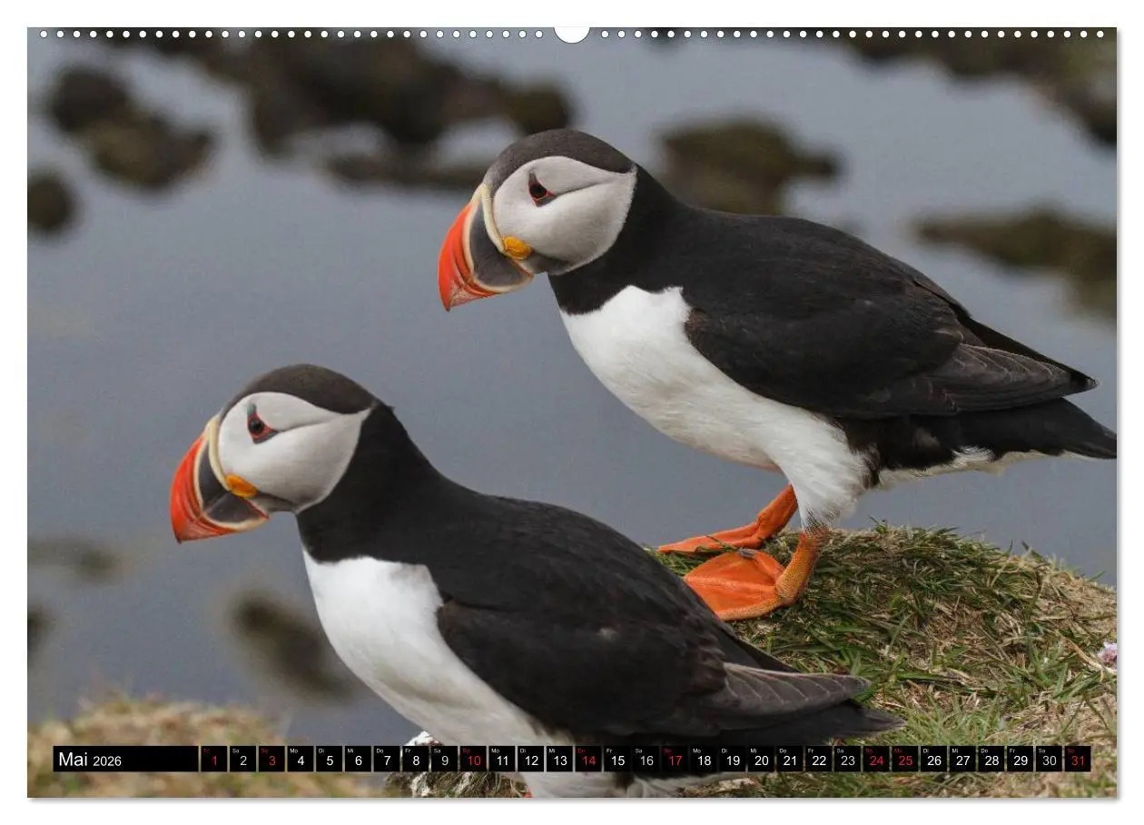 Bild: 9783516189940 | Papageitaucher Clowns der Meere (hochwertiger Premium Wandkalender...