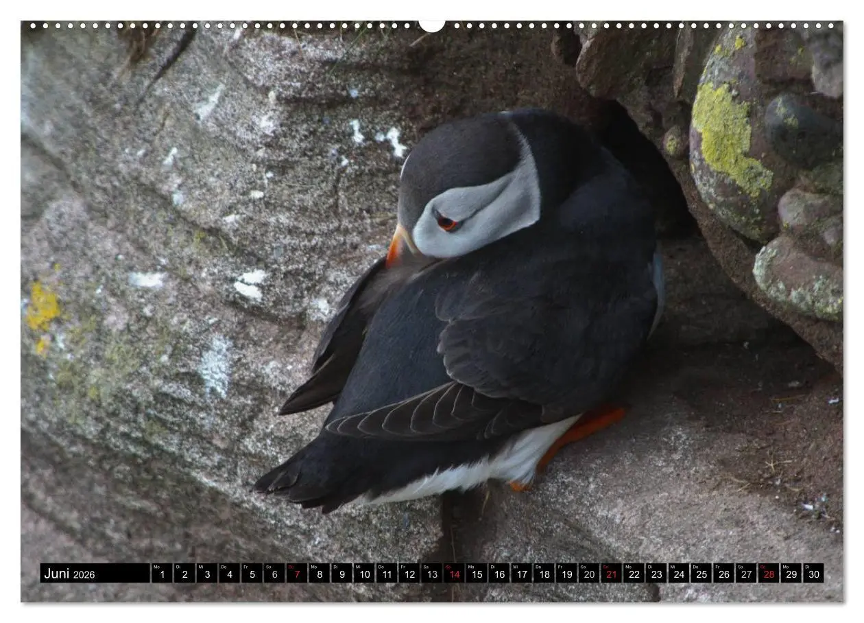 Bild: 9783516189940 | Papageitaucher Clowns der Meere (hochwertiger Premium Wandkalender...