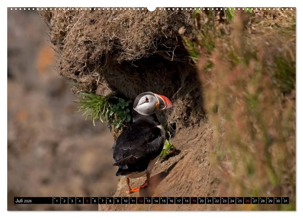 Bild: 9783516189940 | Papageitaucher Clowns der Meere (hochwertiger Premium Wandkalender...