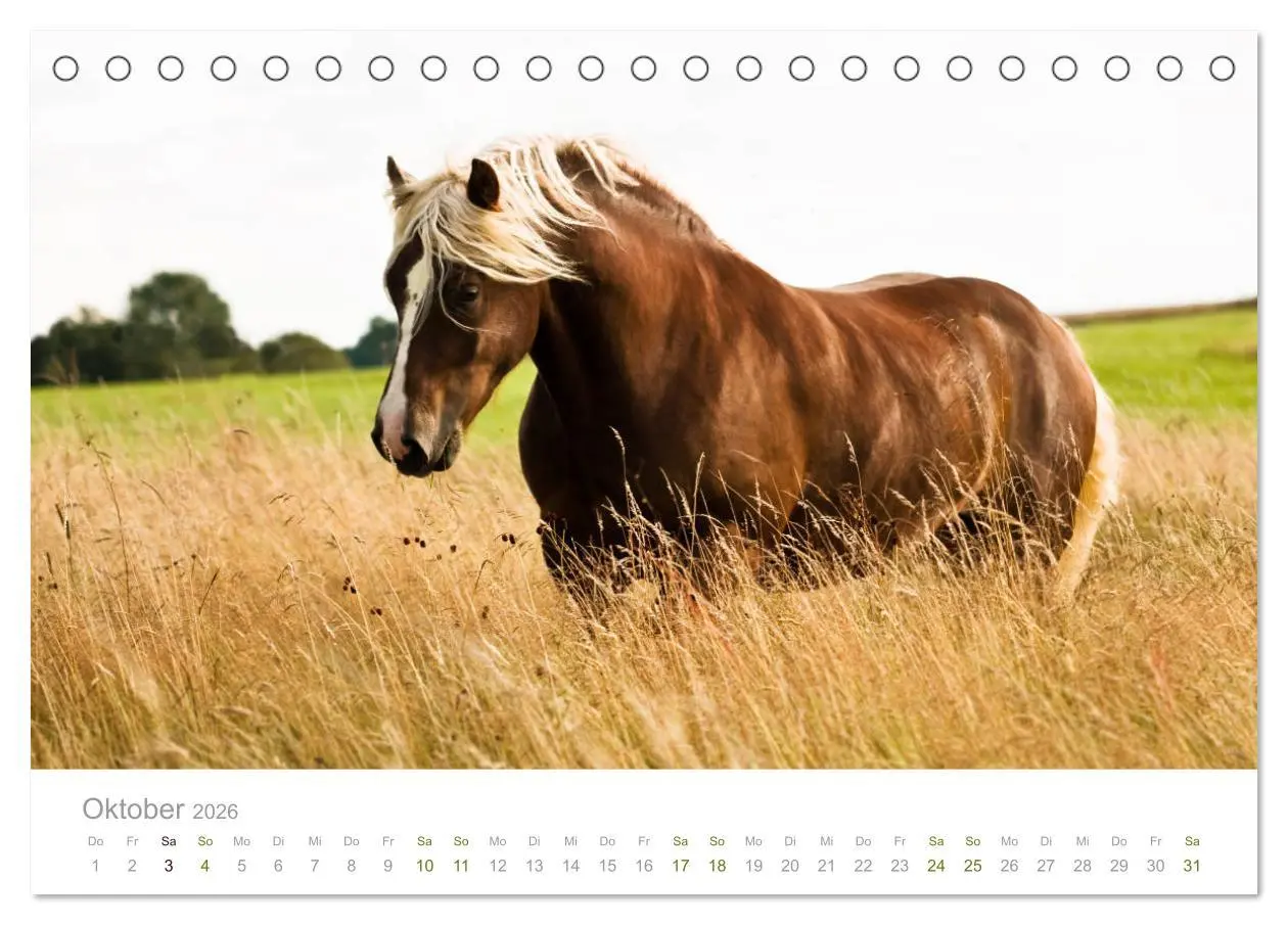 Bild: 9783457730041 | Faszination und Vielfalt - Schwarzwälder Kaltblut (Tischkalender...